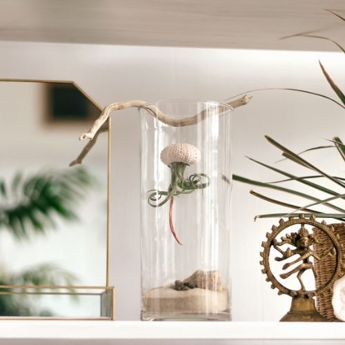 Galeria de Ideas creativas para Tillandsias