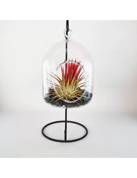 Hanging glass terrarium with metal support