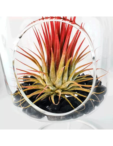Hanging glass terrarium with metal support