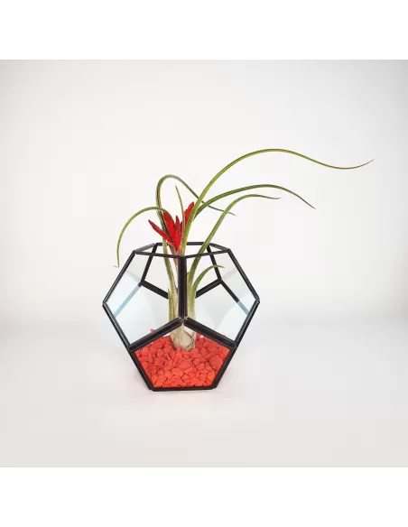 Pentagon - Glass metal terrarium with Caput-Medusae