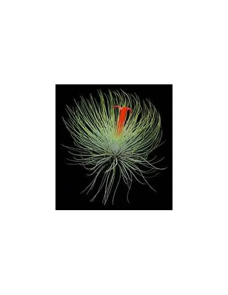Andreana Tillandsia