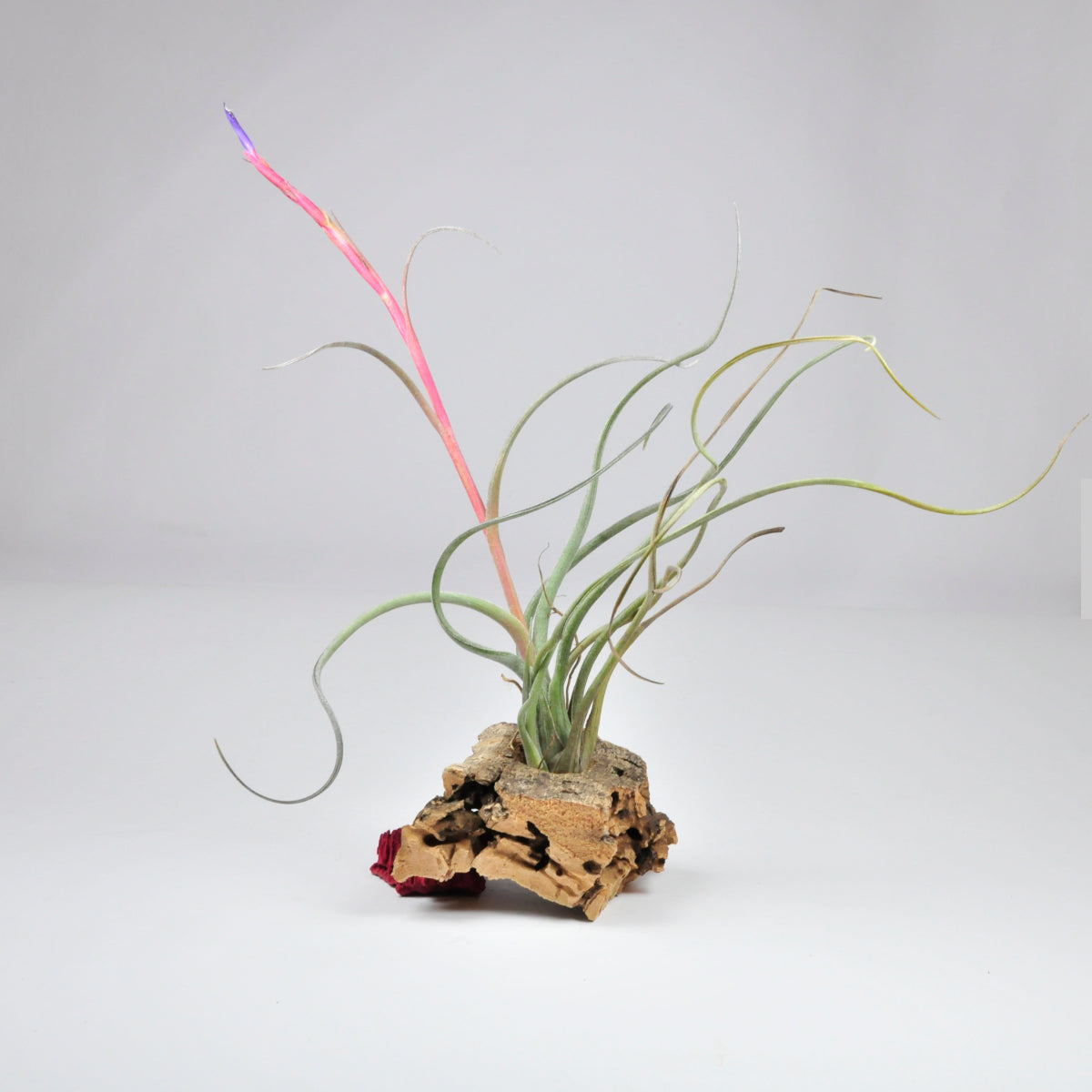 Baileyi Corpus Christi Tillandsia