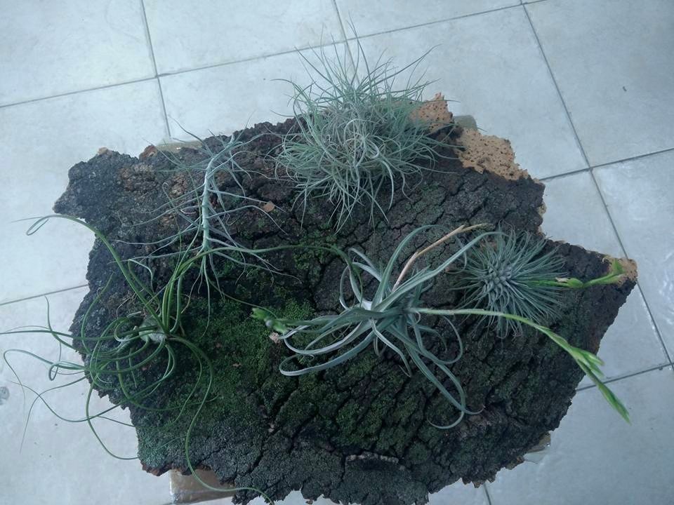 Composicion corcho 12/06/2015