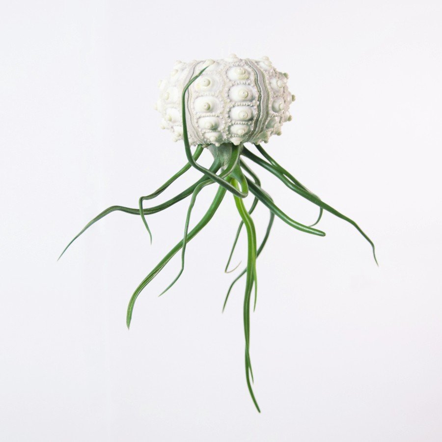 Bulbous Hedgehog