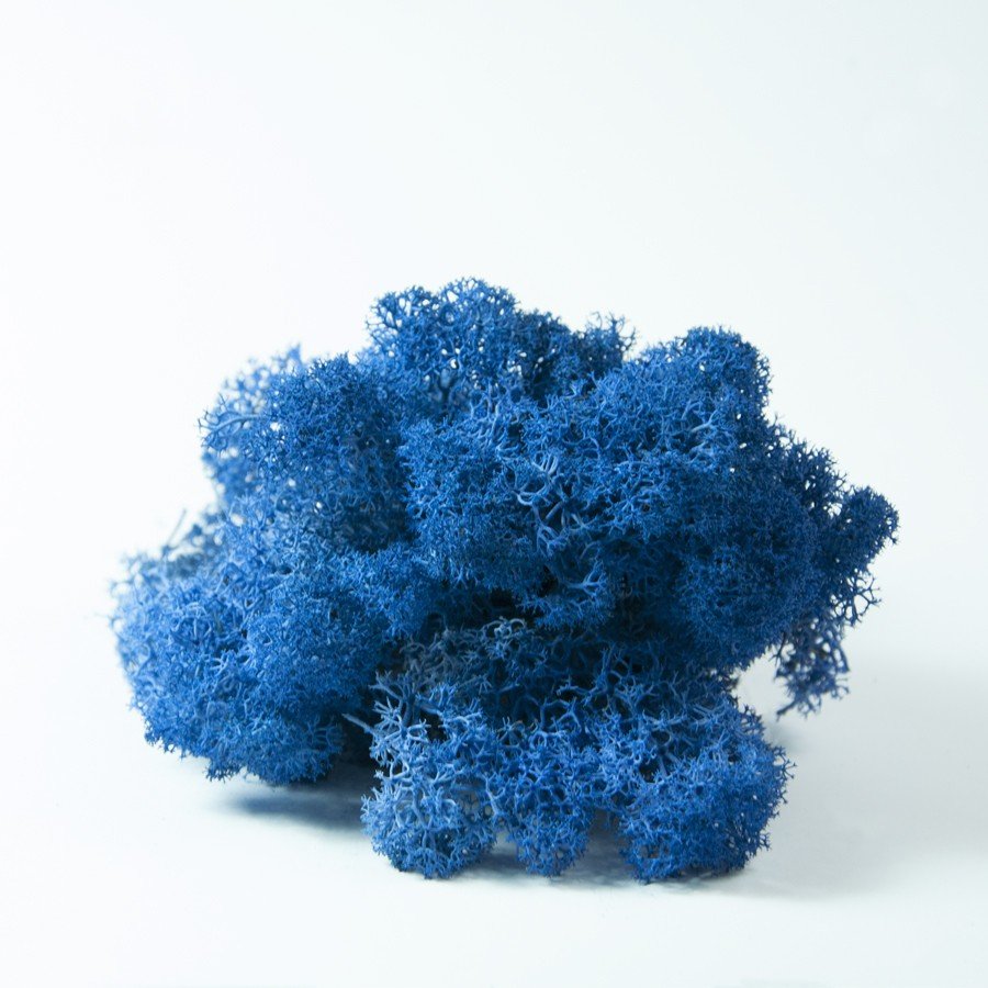 Blue king lichen