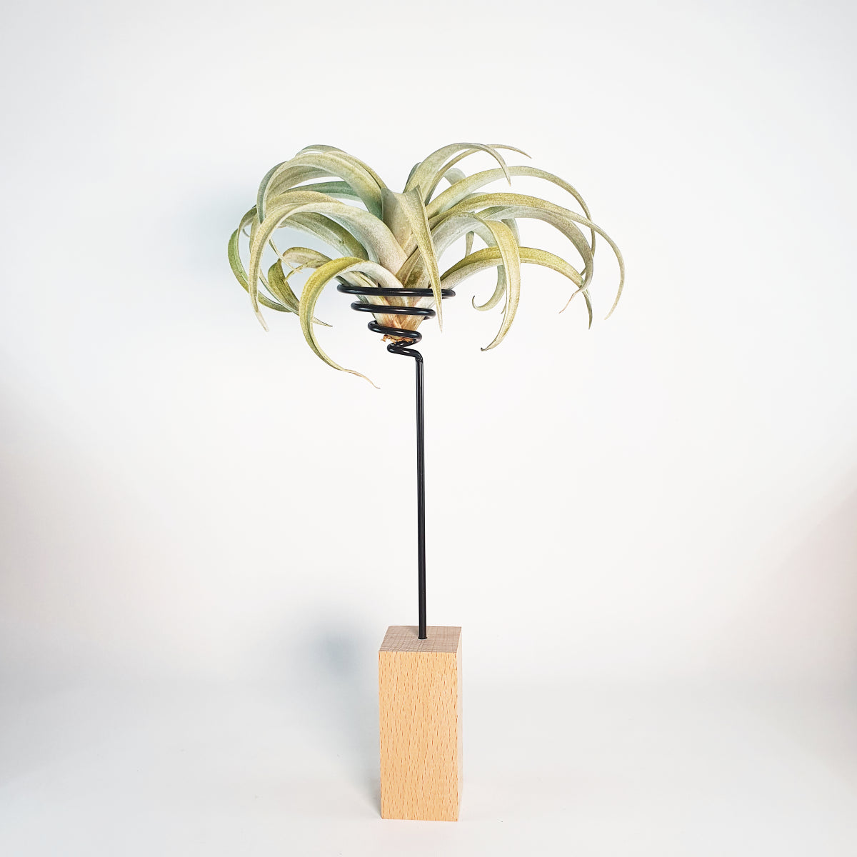 Wood and metal support for Tillandsias