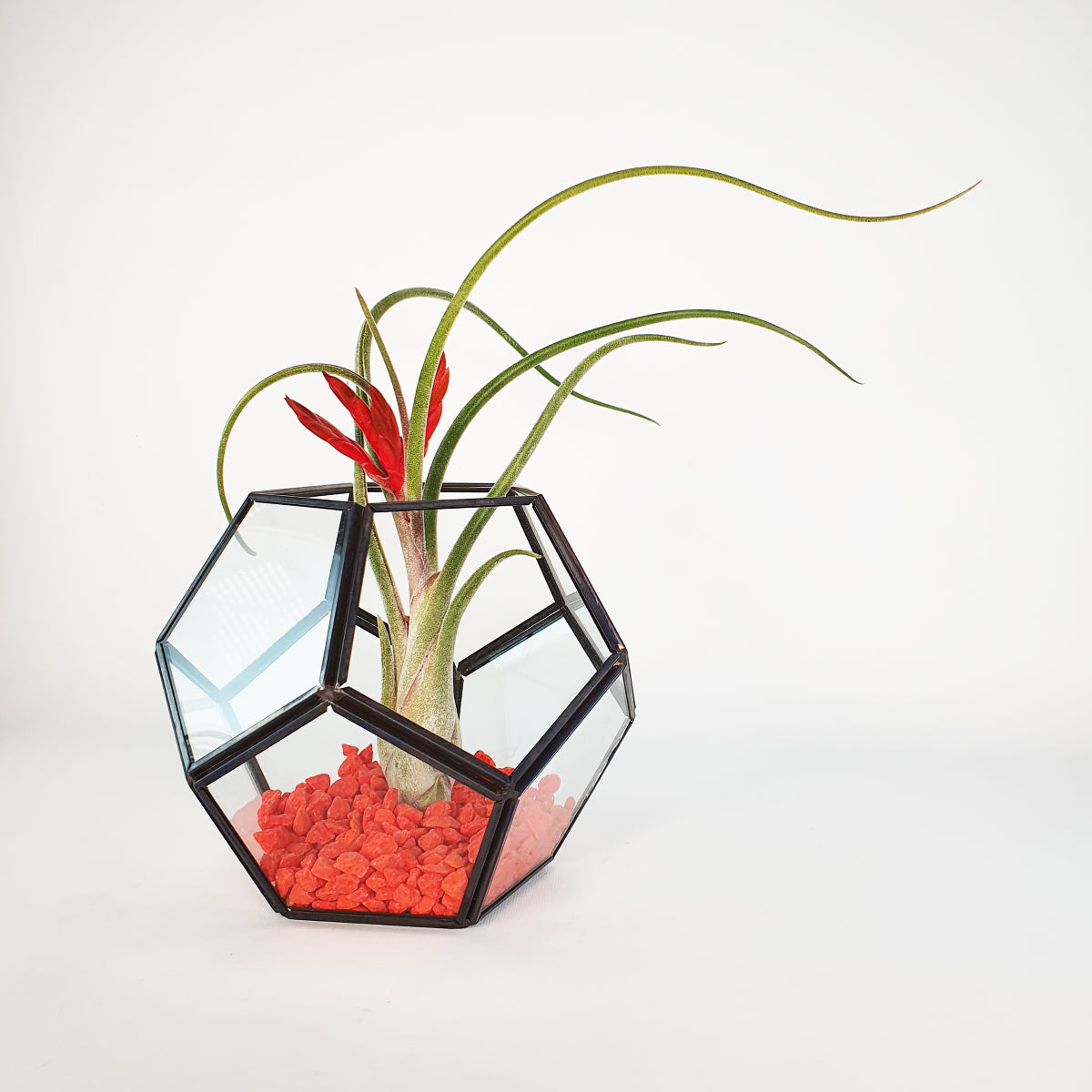 Pentagon - Glass metal terrarium with Caput-Medusae