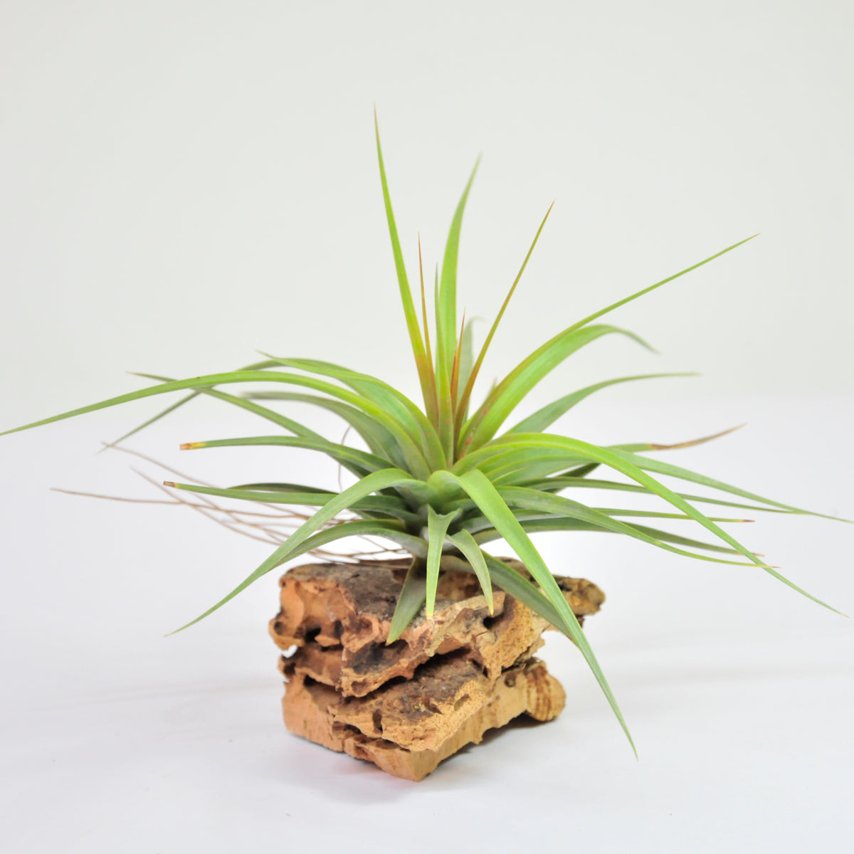 Concolor Tillandsia