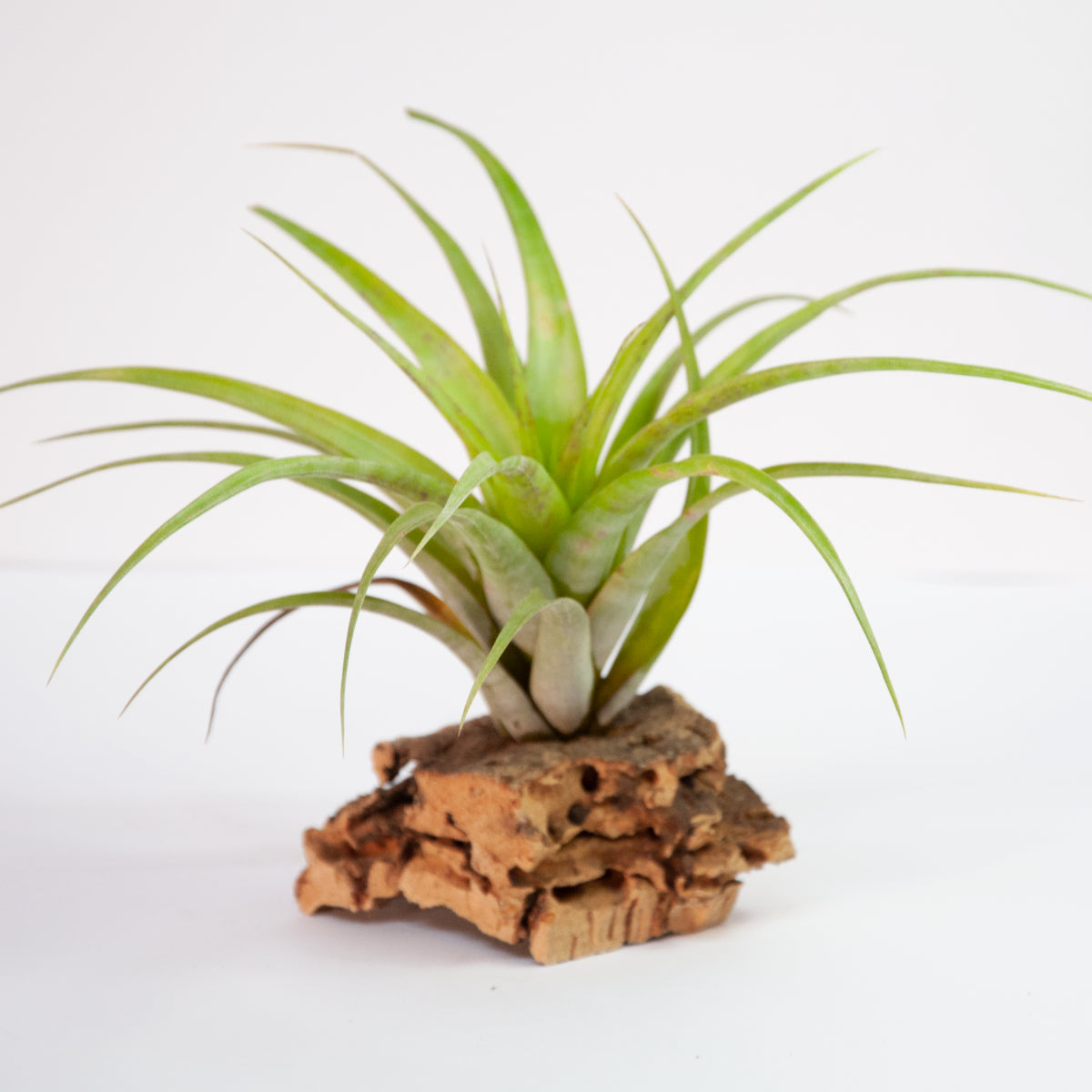 Tillandsia flexuosa