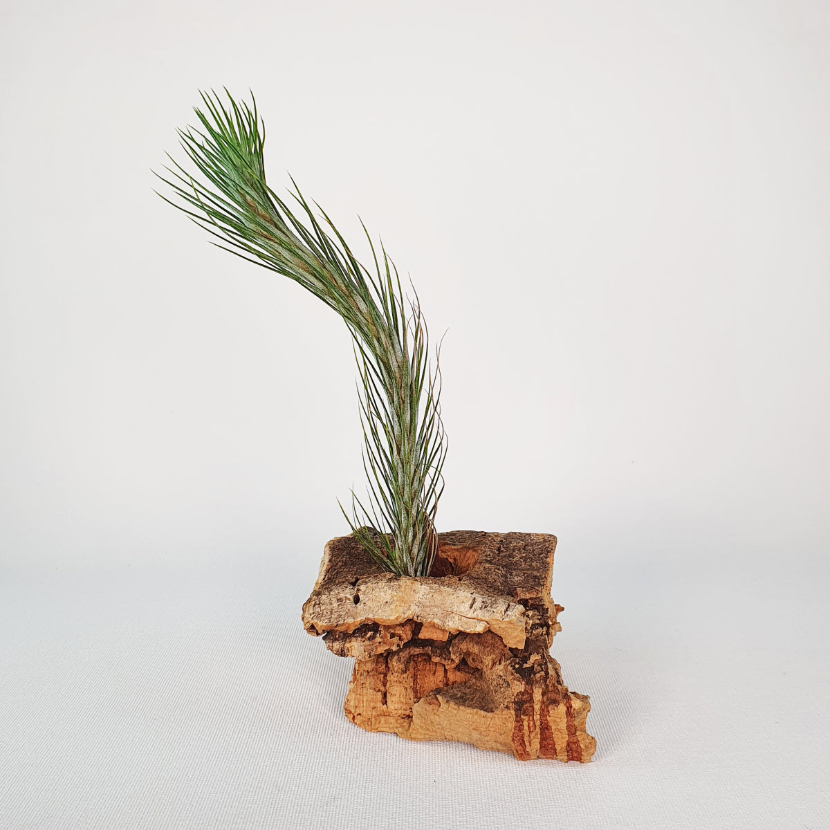Tillandsia Funckiana Type 1