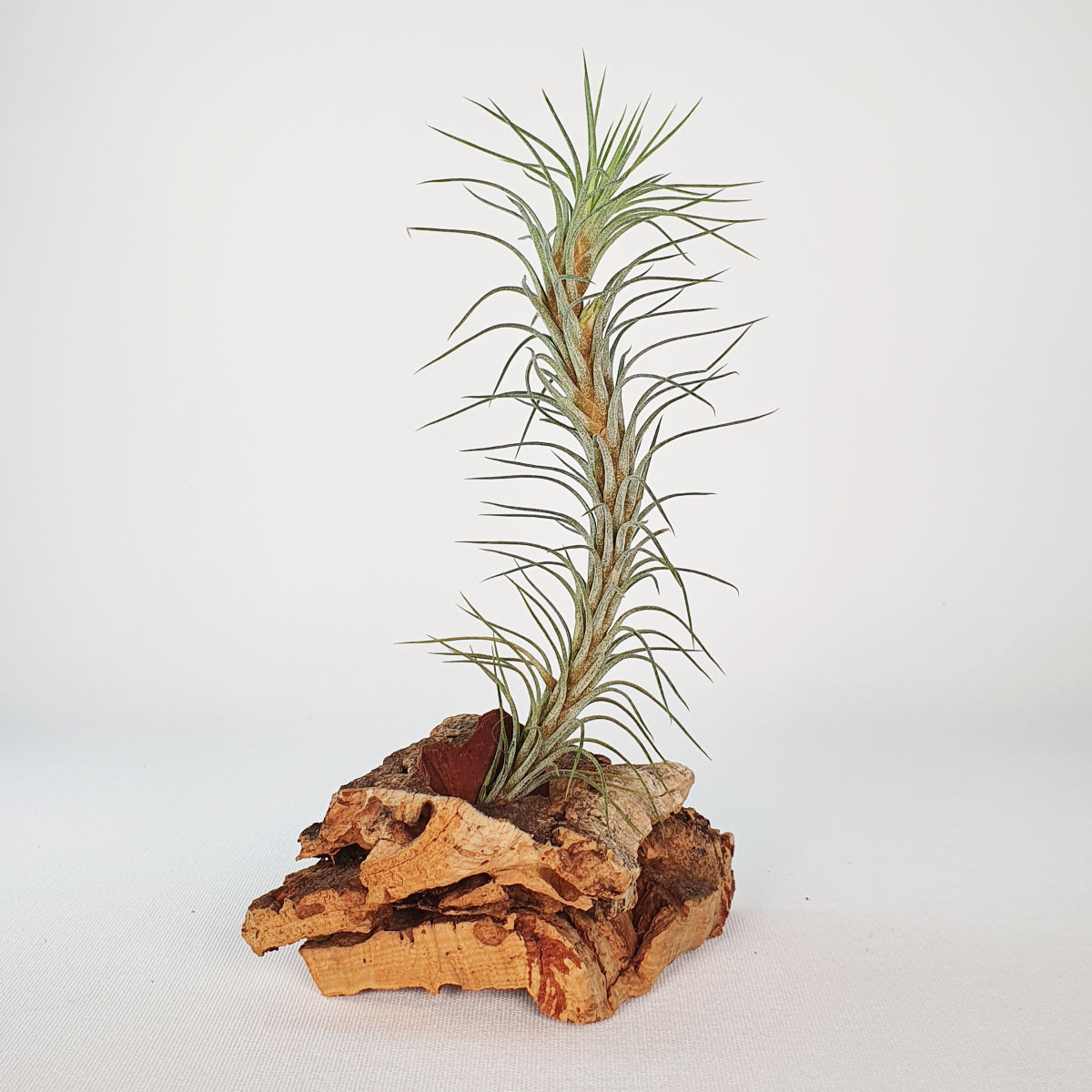 Tillandsia Funckiana Type 3