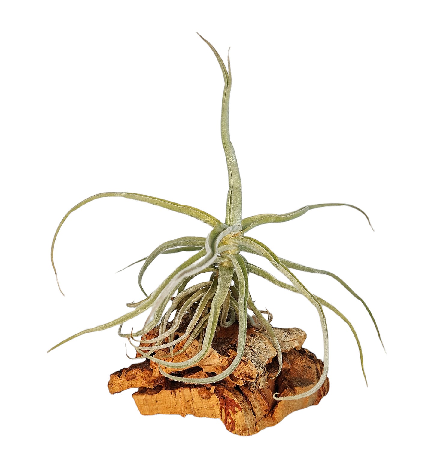Tillandsia Holm`s Unicorn