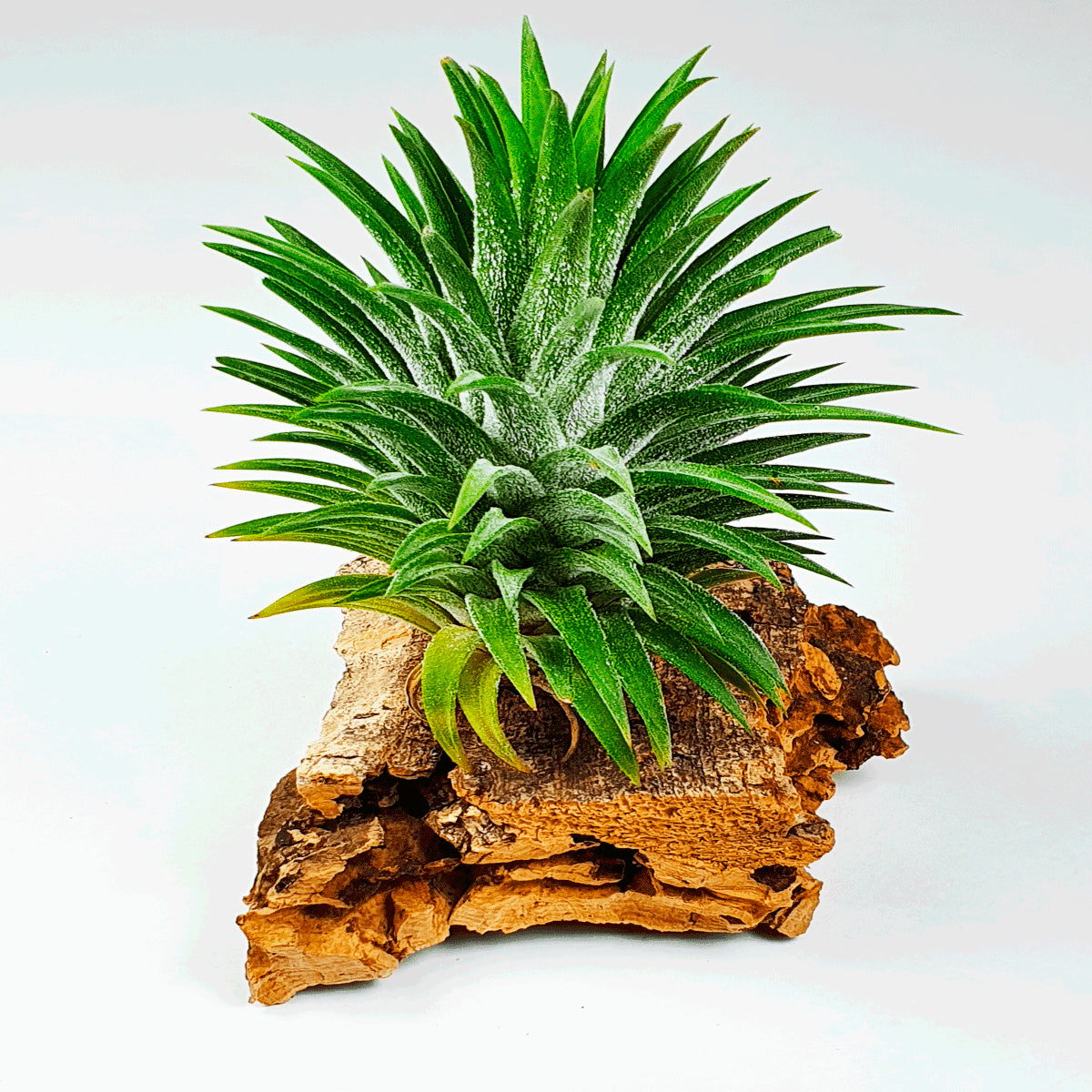 Tillandsia Ionantha Cone Type