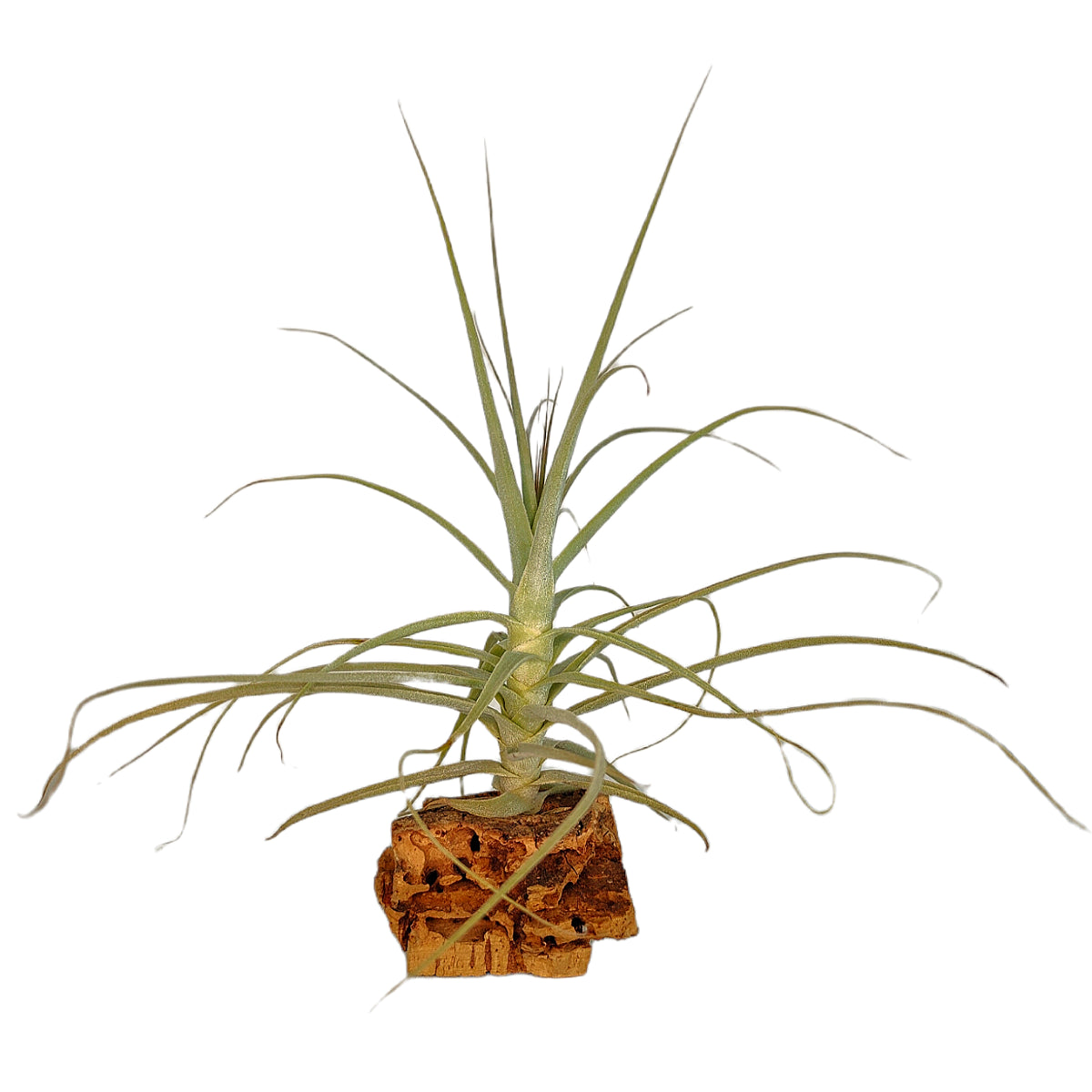 Tillandsia Purpurea Form nº 11