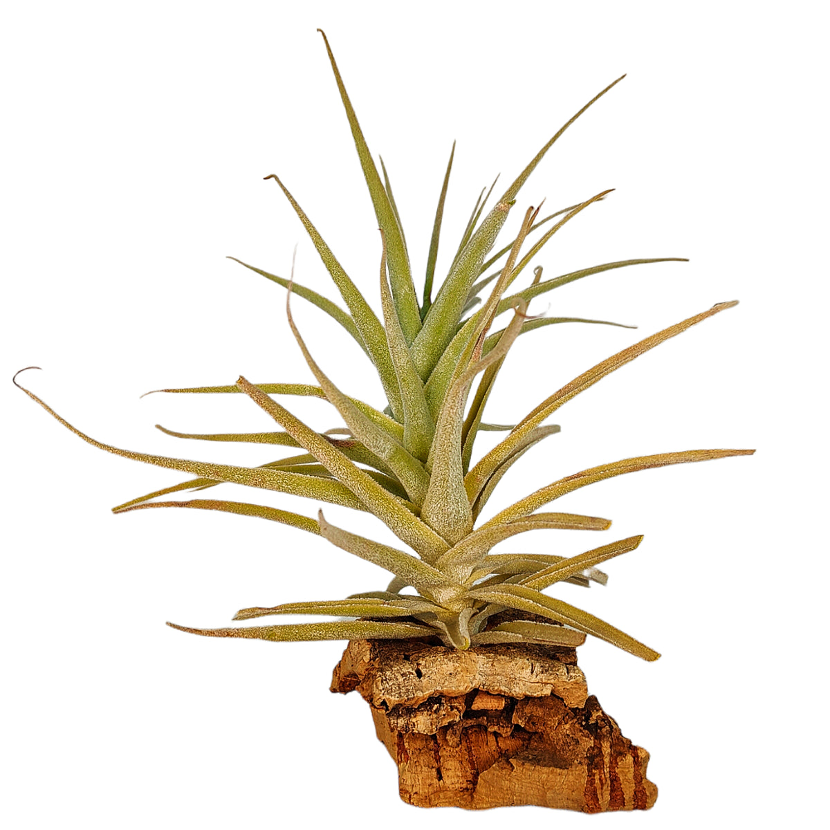 Tillandsia Purpurea Form No. 14
