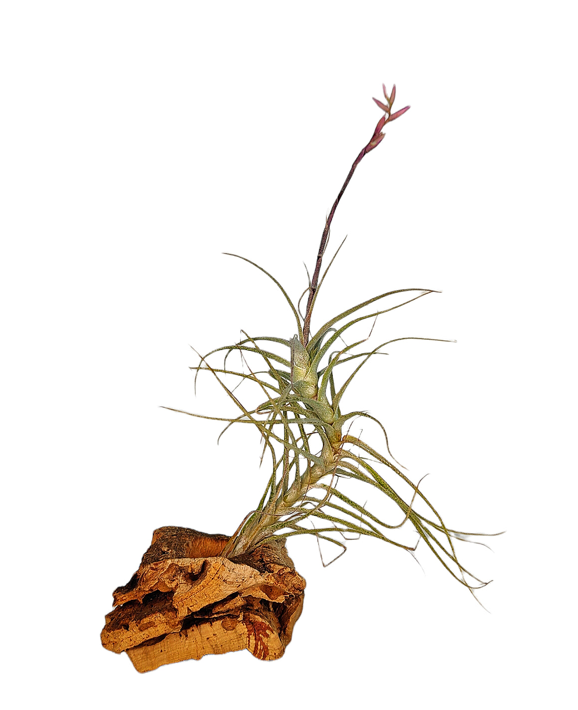 Tillandsia Purpurea Form No. 15