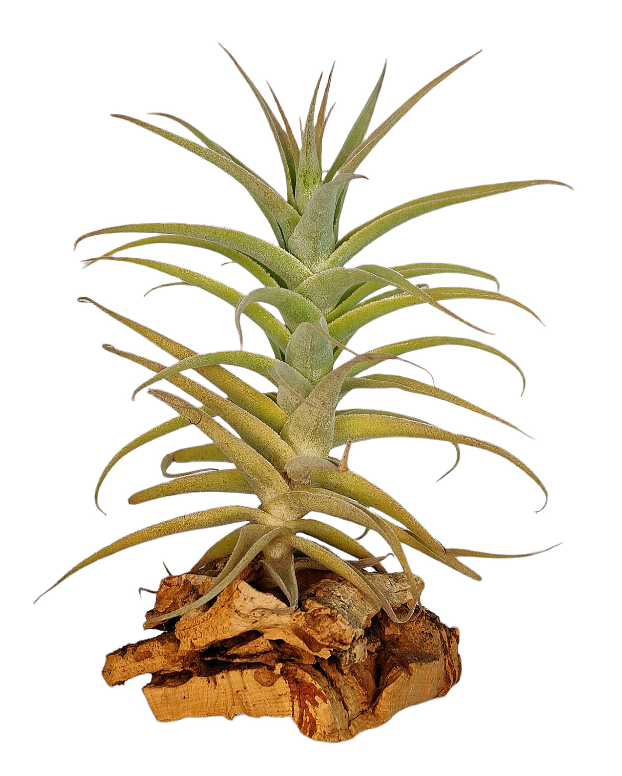 Tillandsia Purpurea Form No. 2
