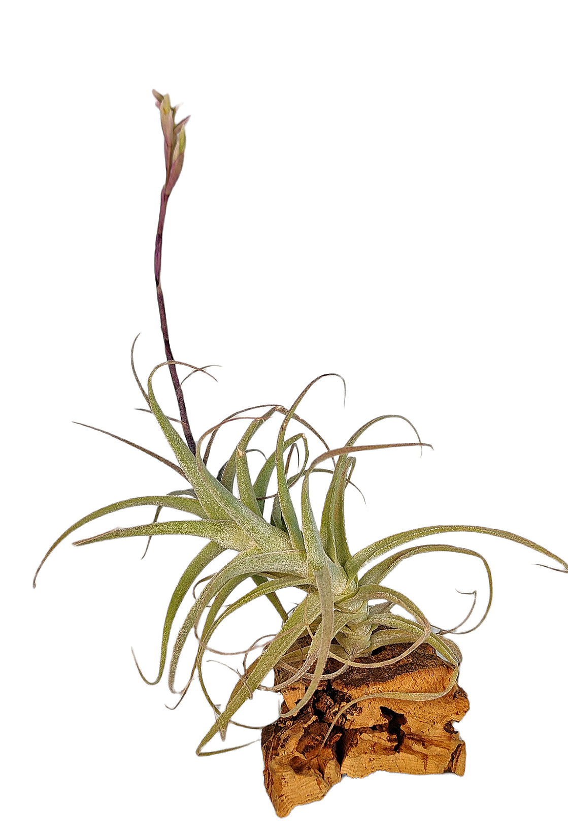 Tillandsia Purpurea Form No. 8