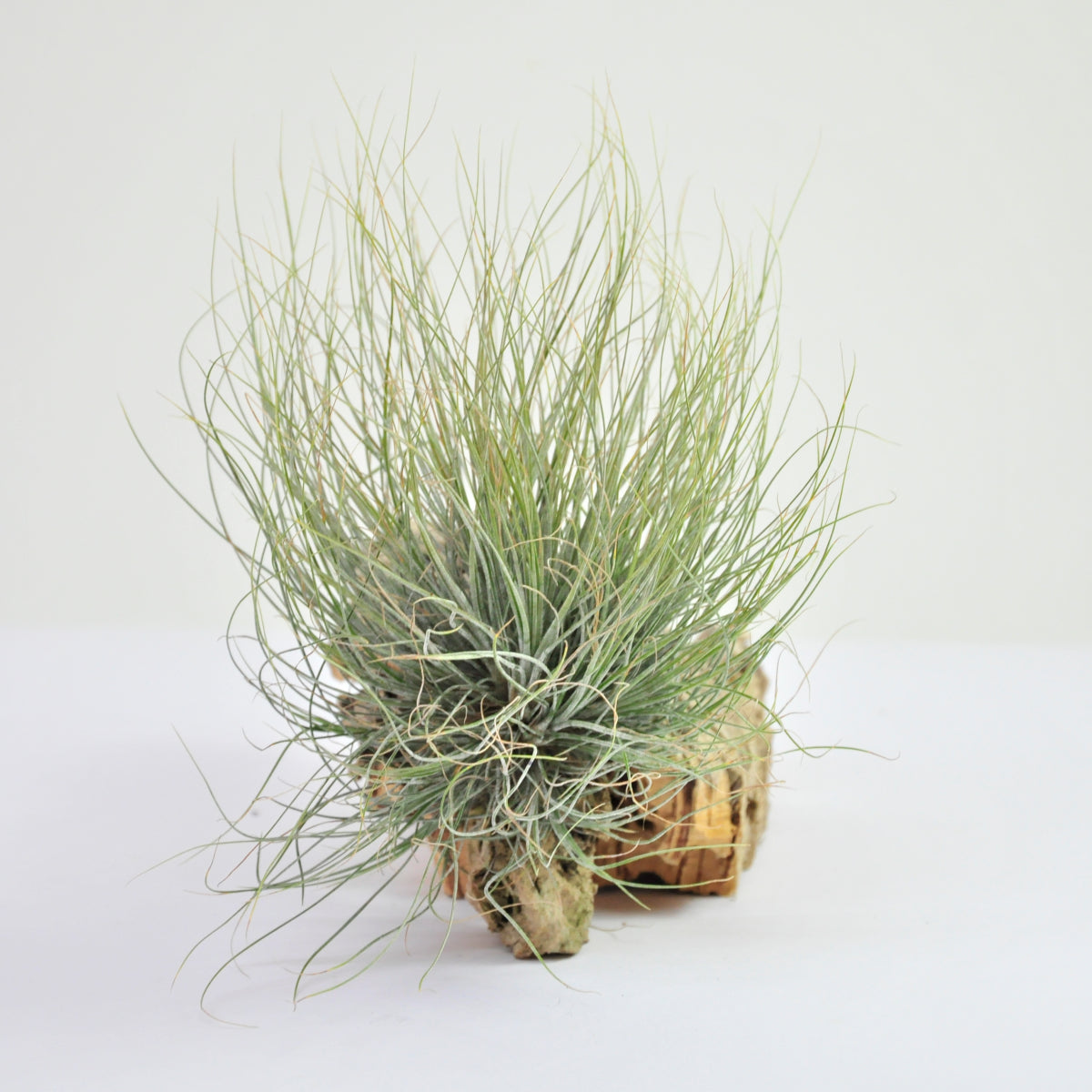 Setiformis pulk Tillandsia