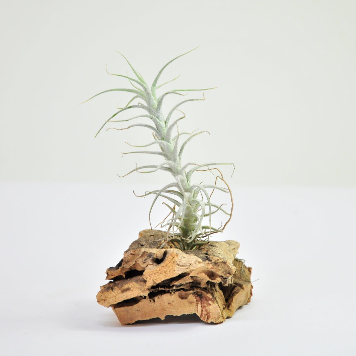 Tillandsia Stellifera
