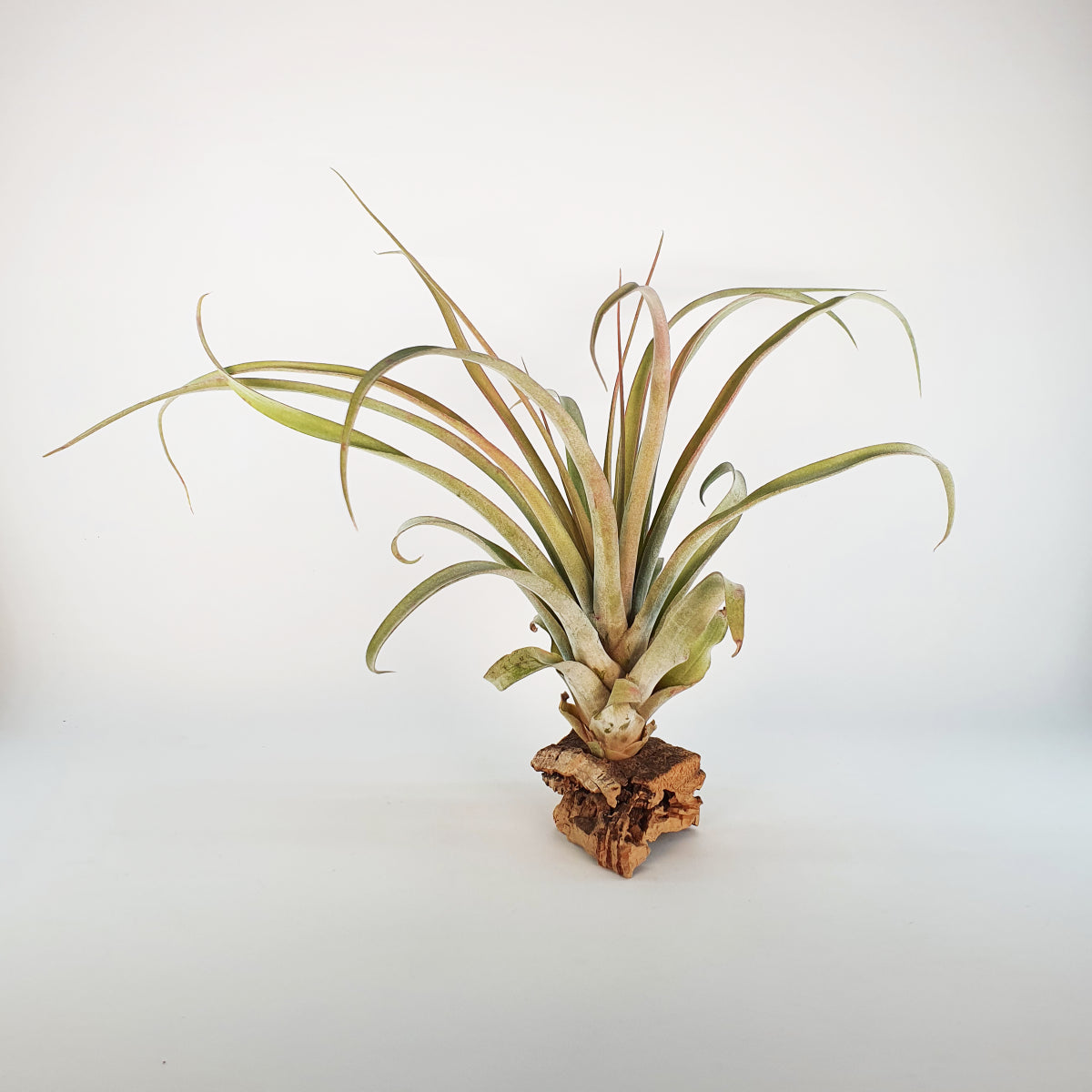 Xerographic x Capitata Tillandsia