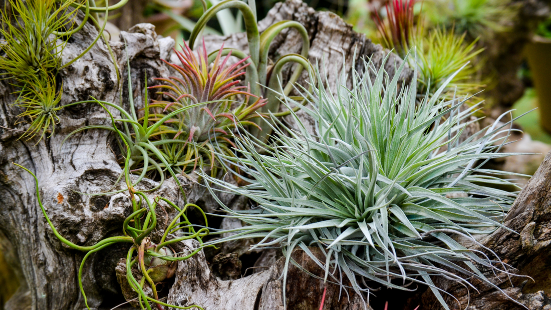 Tillandsias: Explorando la Maravillosa Familia de Plantas Aéreas