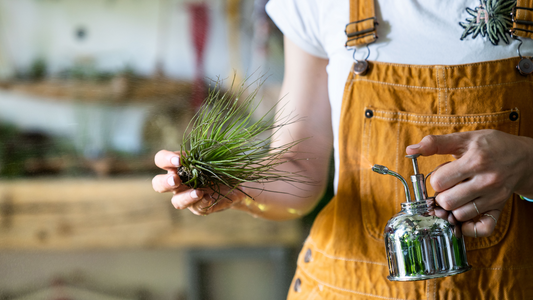 Nutrientes Esenciales para Tillandsias: Sosteniendo la Vida en el Aire