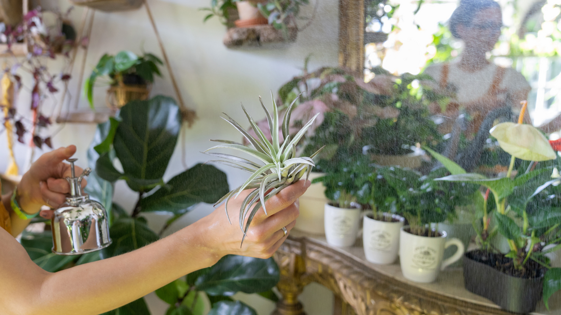 Guía Completa para el Cuidado de Tillandsias