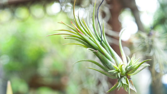 Tillandsias – ¡Sí es posible vivir del aire!