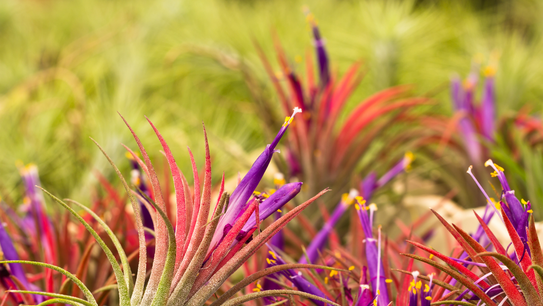 Secretos del Cultivo Exitoso de Tillandsias