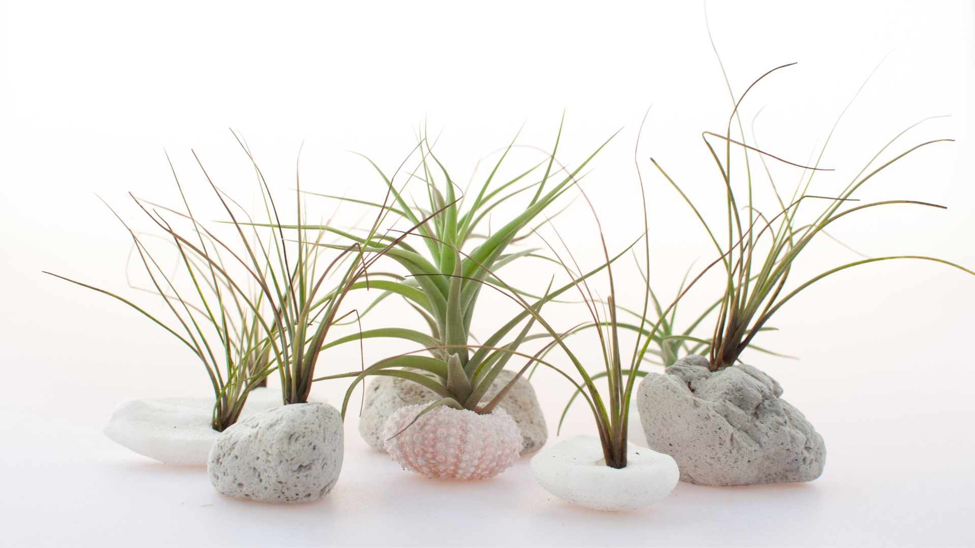 Tillandsias Decorativas | Tillandsiagarden.com