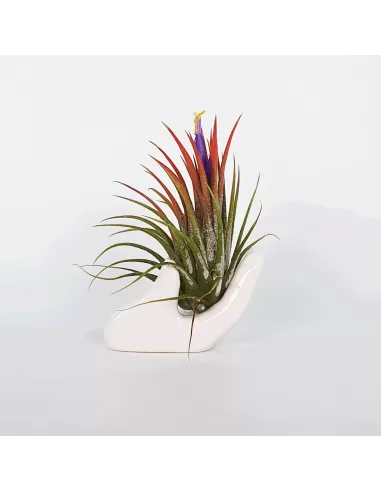 Hand mit Tillandsia