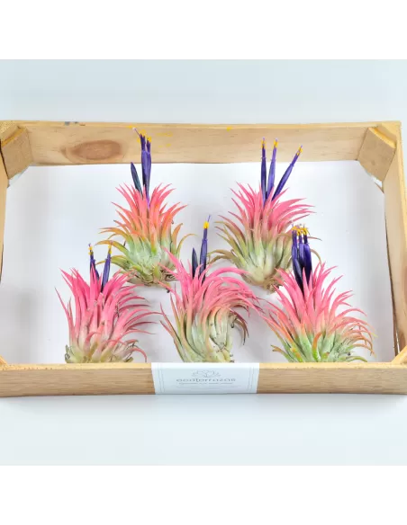 25 Pack Tillandsia