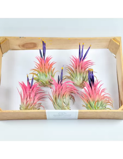 25 Pack Tillandsia