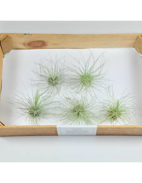 25 Pack Tillandsia