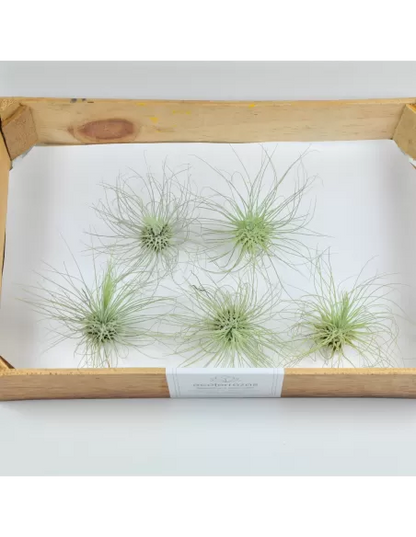 25 Pack Tillandsia