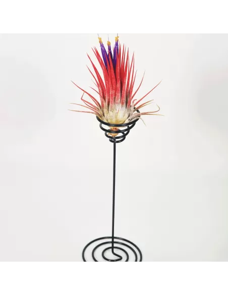 Spiralix Vertical - Metal support with Tillandsia Ionantha Rubra