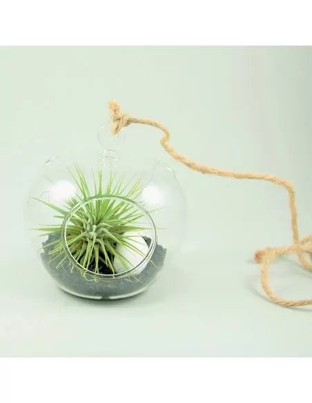 Manzana - Terrario cristal con Tillandsia Ionantha Silver