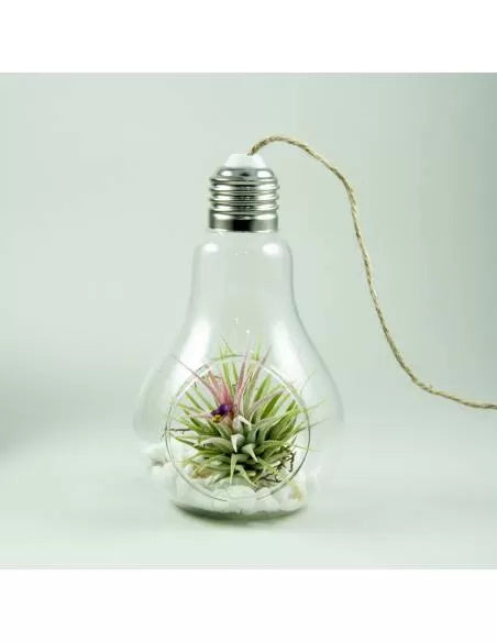 Bulb - Hanging glass terrarium with Tillandsia Ionantha Ionantha