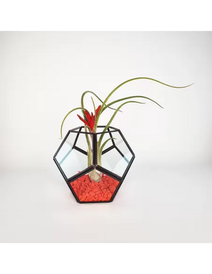 Pentagon - Terrarium aus Glasmetall mit Caput-Medusen