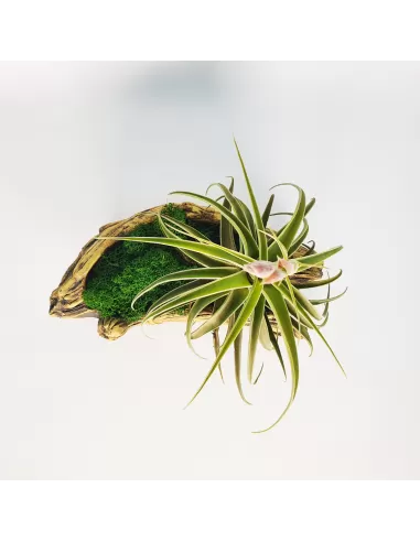 Artificial trunk pot with Tillandsias Nr. 2