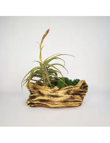 Artificial trunk pot with Tillandsias Nr. 2