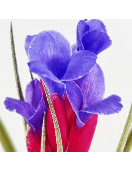 Aeranthos x Seideliana Tillandsia