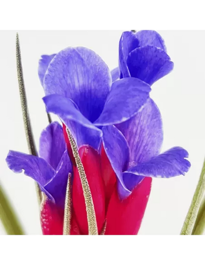 Aeranthos x Seideliana Tillandsia