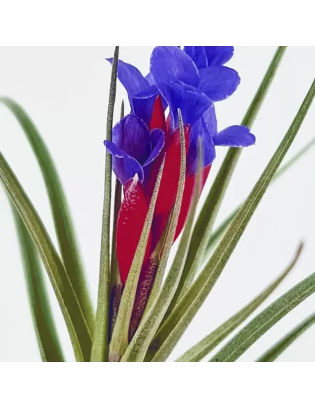 Aeranthos x Seideliana Tillandsia