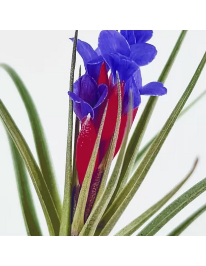 Aeranthos x Seideliana Tillandsia