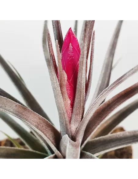 Aeranthos x Tenuifolia Amethyst Tillandsia