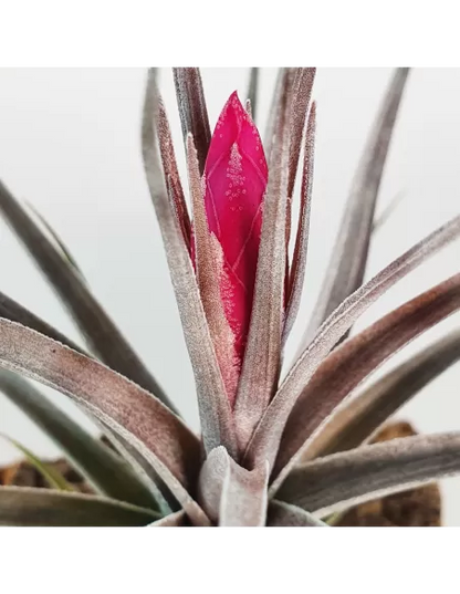 Aeranthos x Tenuifolia Amethyst Tillandsia