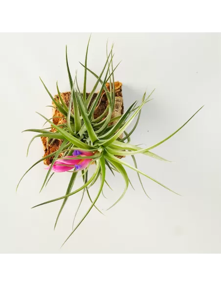 Holm's Air Rose Tillandsia