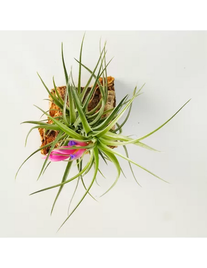 Holm's Air Rose Tillandsia